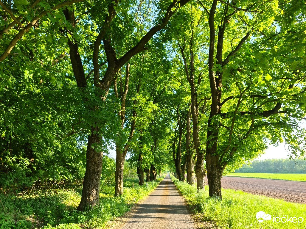 Sajóörös