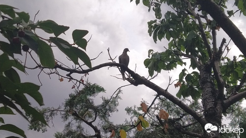 Budapest XX.ker - Pesterzsébet