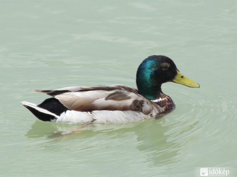 kiskacsa fürdik a Balatonban