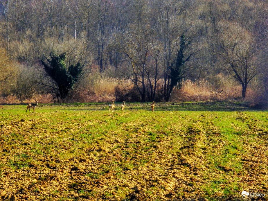 Észlelési fényképek