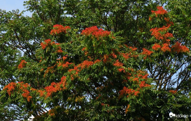 Színesedik a bálványfa