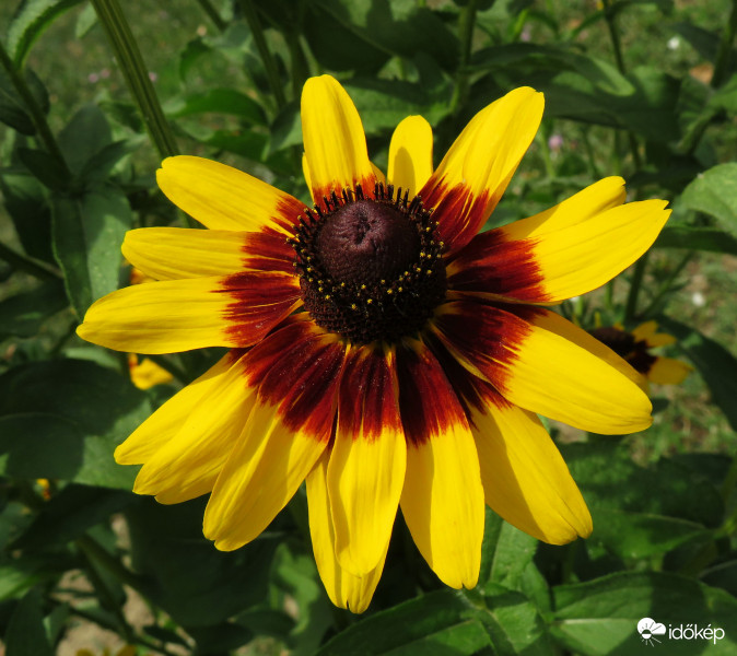 Egy kúpvirág szépsége