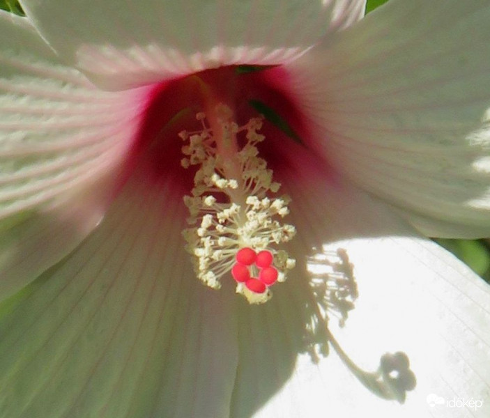 Mocsári hibiszkusz rejteke