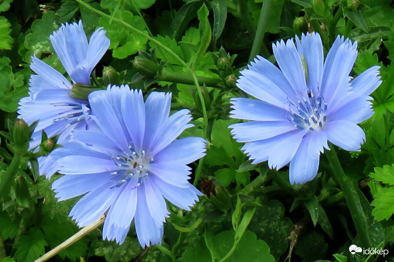 Csak egy útszéli gyomnak gondolnánk