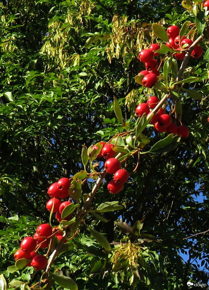 Már izzik a galagonya
