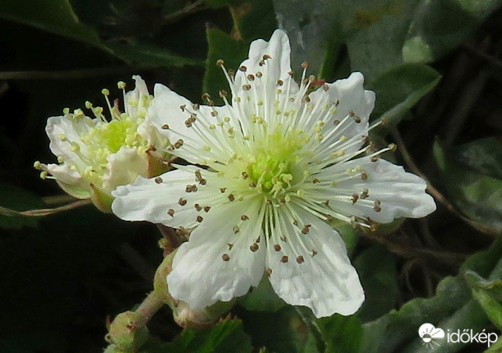 Még próbálkozik az erdei szeder