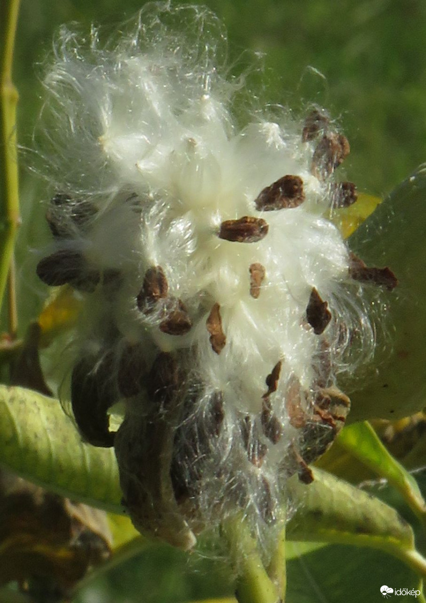 A magocskák útra készek