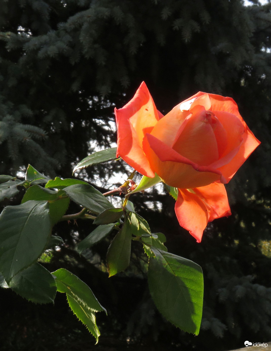 " Kinyílt a rózsa, hajlik az ága"