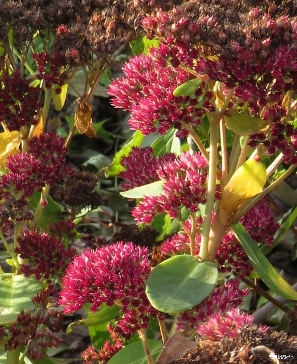 A varjúháj még kitart