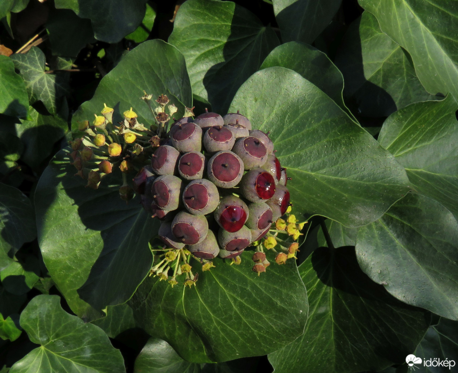 Egy kis reménység a télben