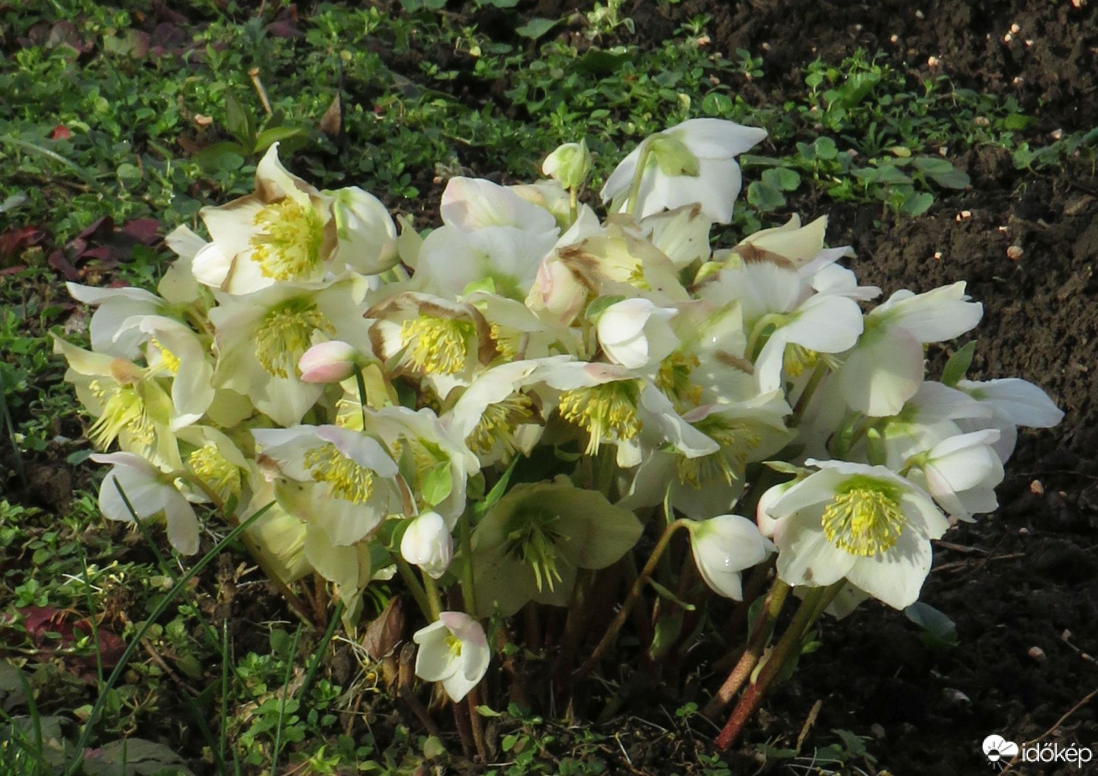 Üde színfolt a téli kertben