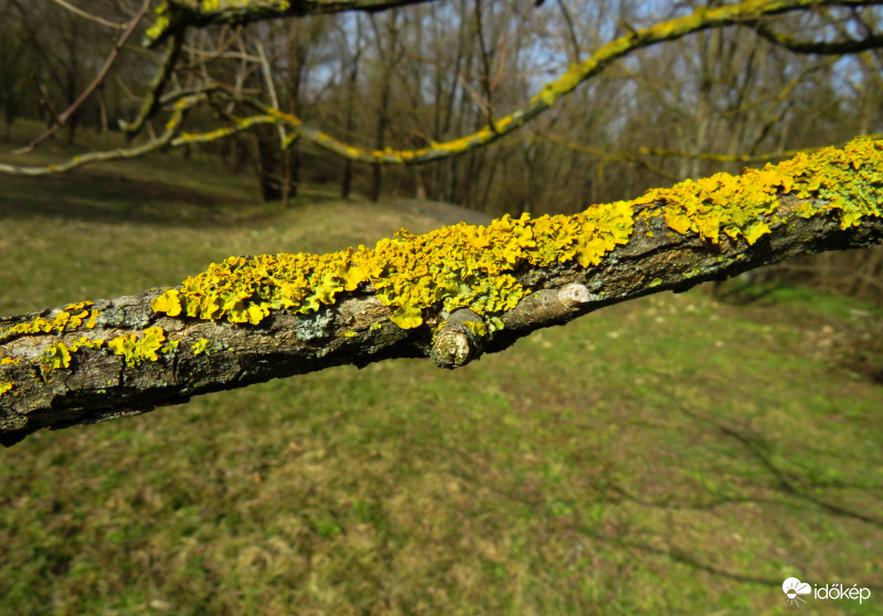 Mint apró virágocskák, olyan a sárga zuzmó