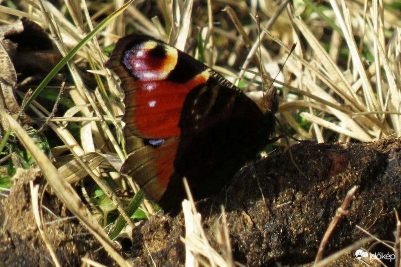 Az idei első lepkém