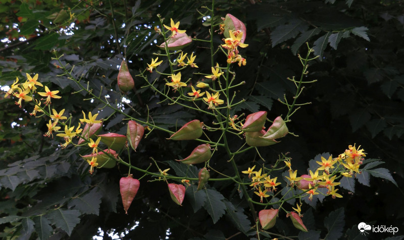 Színesednek a csörgők