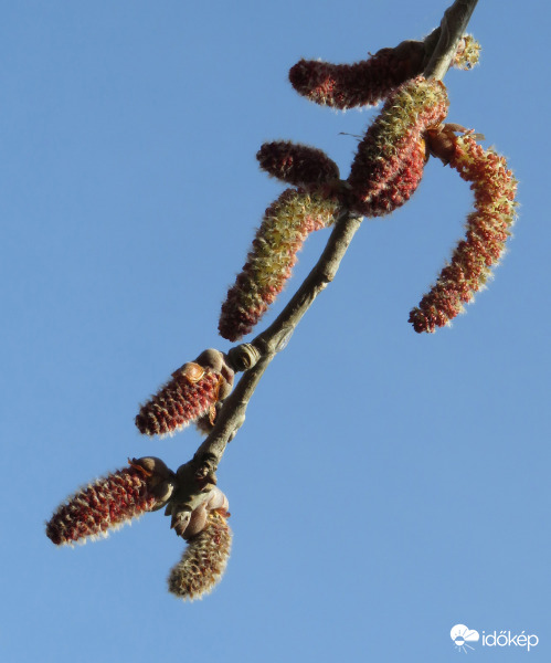 Kanadai nyár barkája