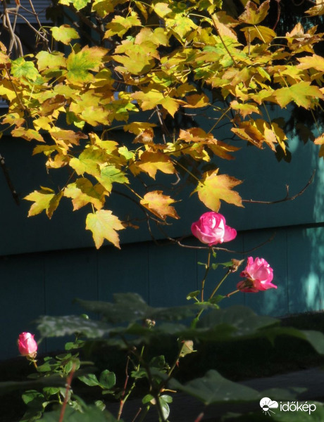 Még nyílnak a rózsák