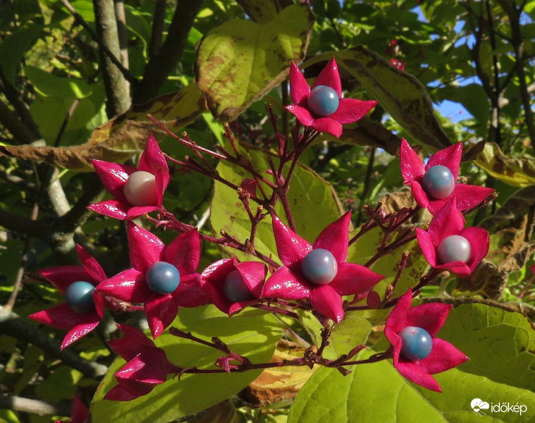 Kései végzetfa termése