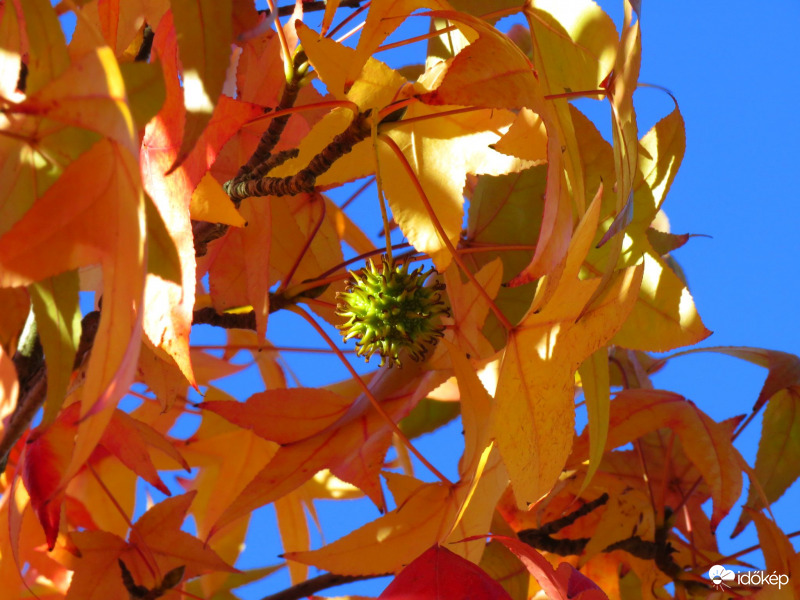 Színesedő ámbrafa