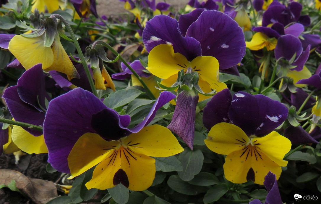 Fagytűrő árvácskák