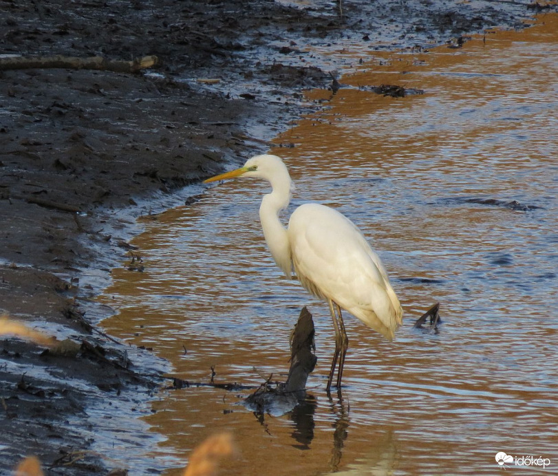 Halkereső a jéghideg vízben
