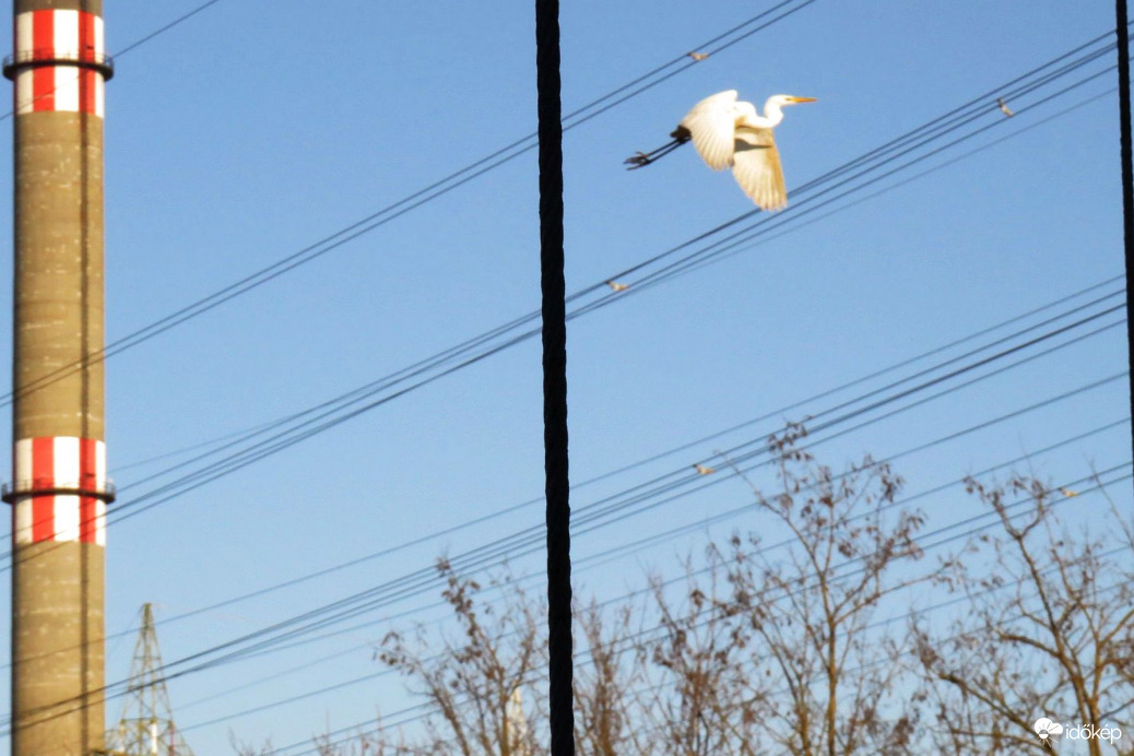 Veszélyes repülés