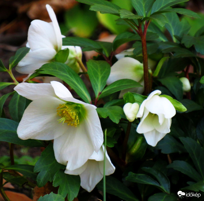 Egy kis remény, hogy múlik a tél