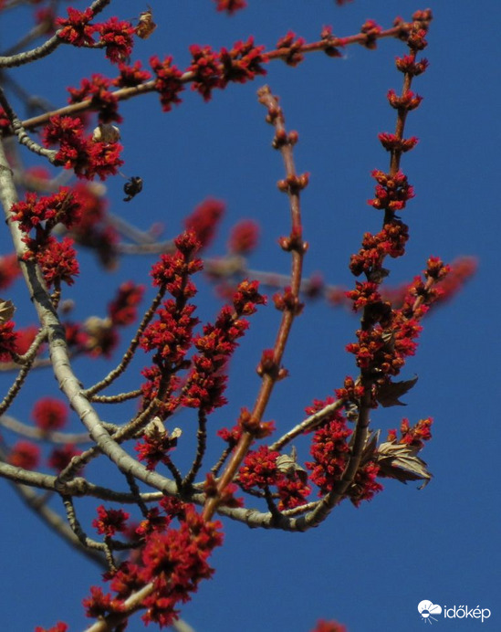 Virágzik az ezüst juhar