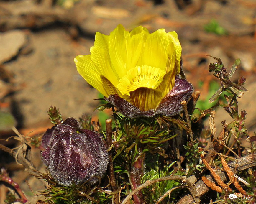 A tavaszi hérics bontogatja szirmait