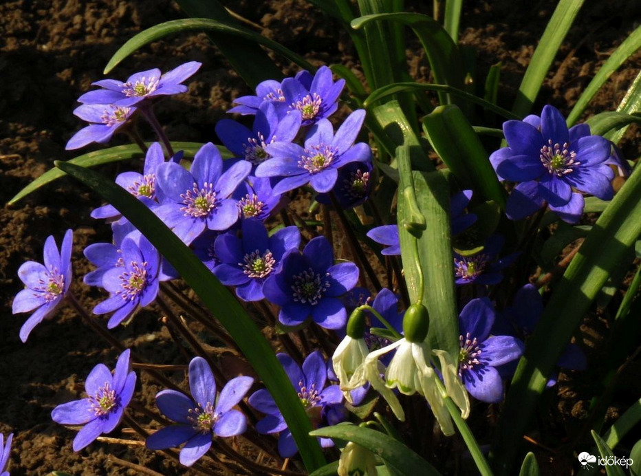 A májvirág is megérkezett