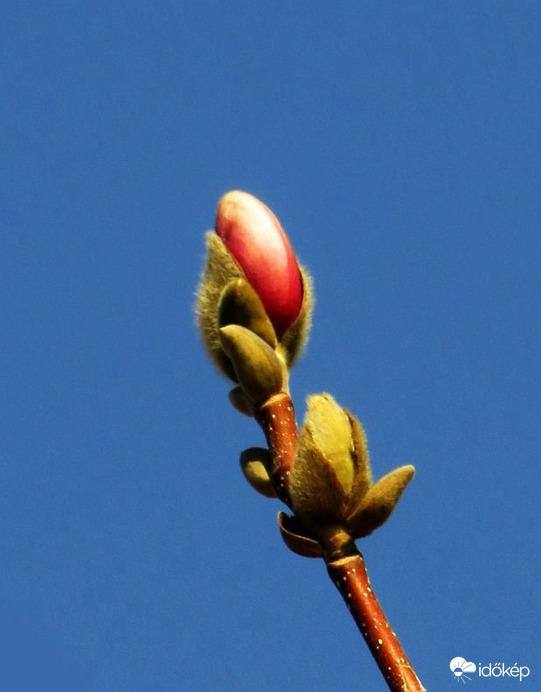 Készül már a liliomfa is!