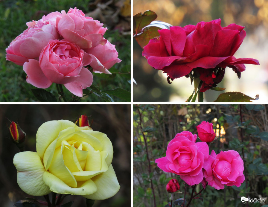 Utolsó rózsák
