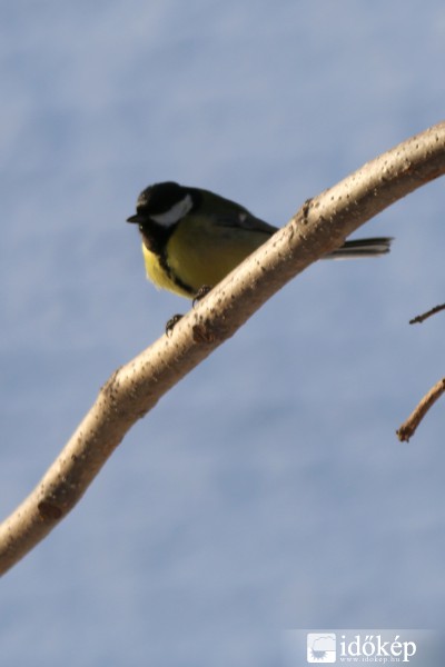 Várakozás az etetőre