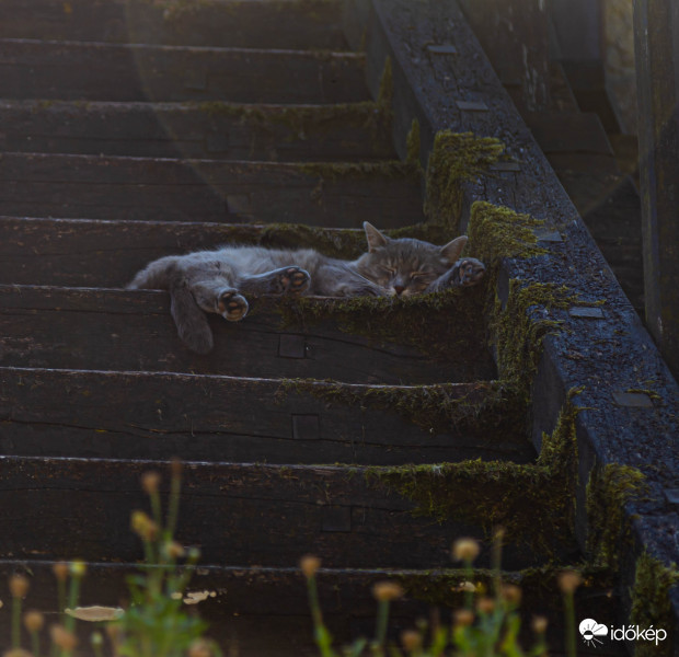 Meleg nyári nap.