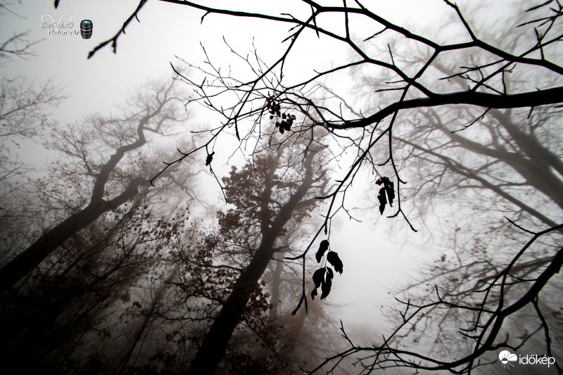 Az erdő mélyén...