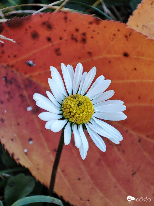 Virág és színes levél 