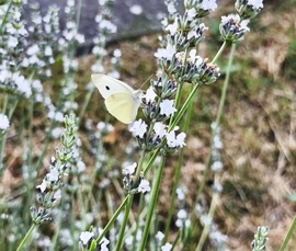 agfayagnes fotója