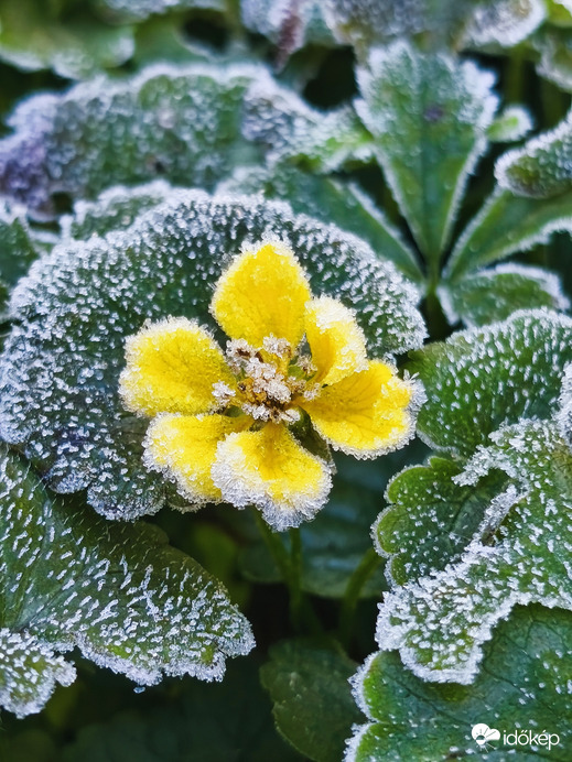 "jégvirág" 