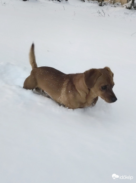Pici kutya nagy hó 