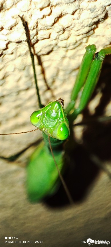 Észlelési fényképek