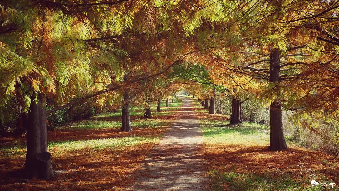 Őszi hangulat az újszegedi Holt-Marosnál 