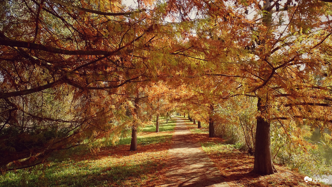 Őszi hangulat az újszegedi Holt-Marosnál 