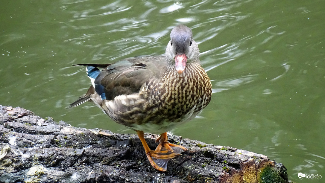 Mandarinréce tojó a Holt-Maroson 