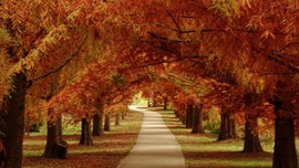 Az újszegedi Holt-Maros mesevilága 