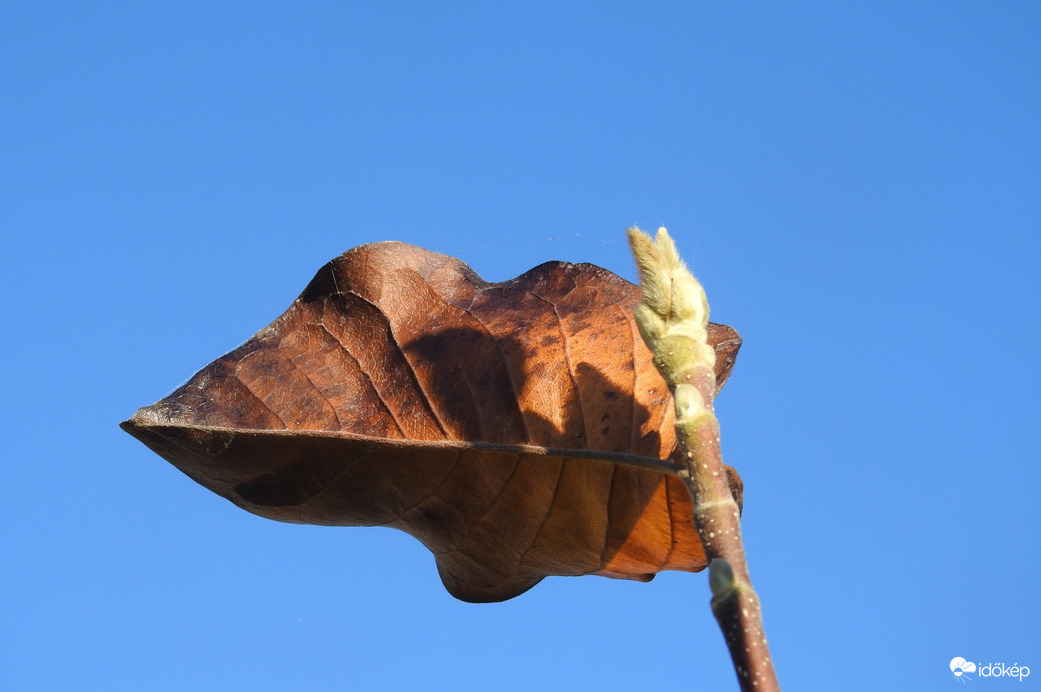 Tavasz az őszben :)