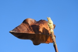 Tavasz az őszben :)