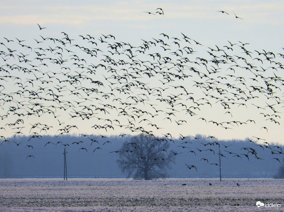 Vadlibák Bogyiszló határában 