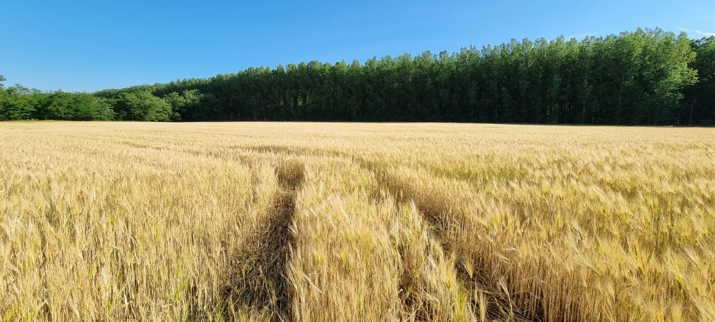 Pusztaszer