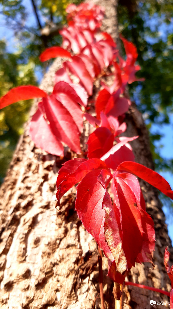 Az ősz színesebb arca:)