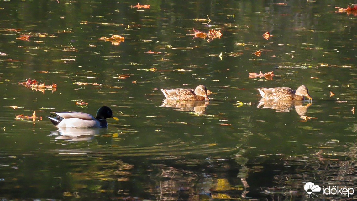 Életkép a tóban