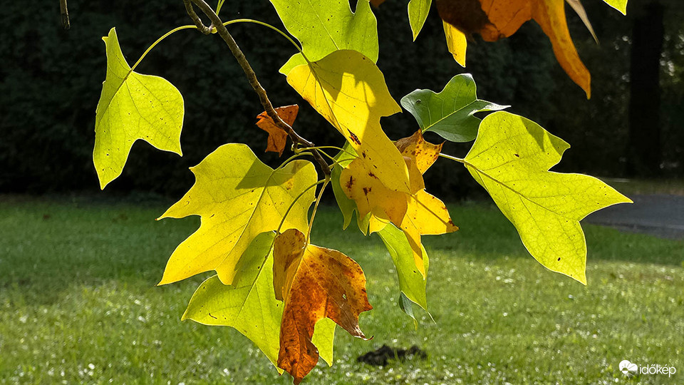 Tulipánfa levél őszi színesedése